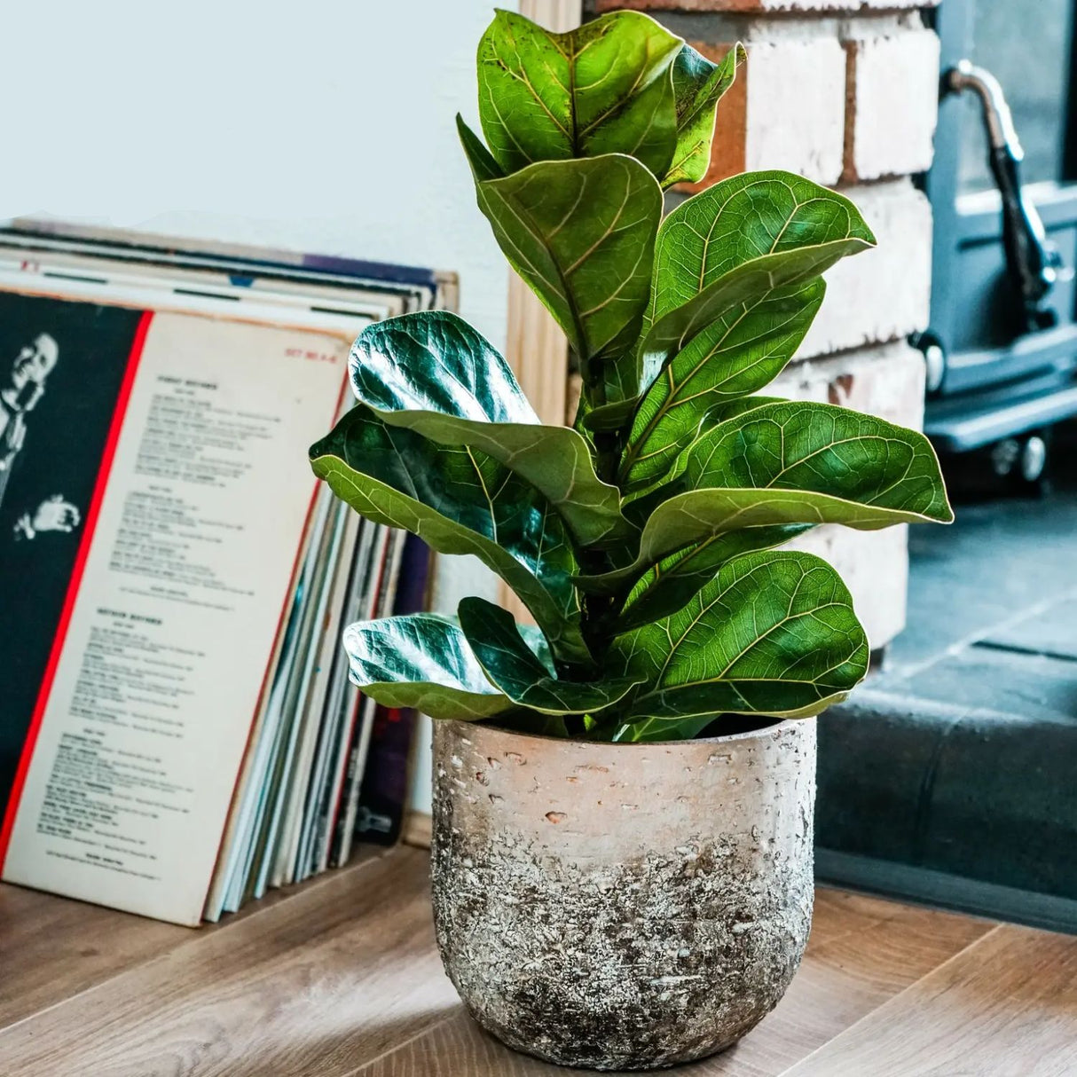 Ivyline 21cm Ceramic Albero Planter