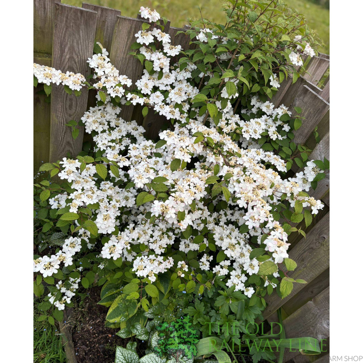 Viburnum 'Plicatum Kilimanjaro' 3Ltr Pot