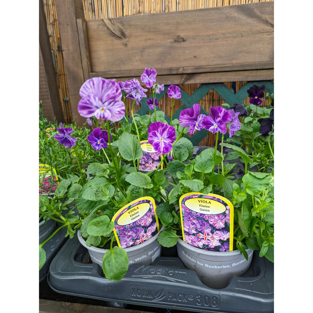 Alpine Mixed Variety 1Ltr Pot