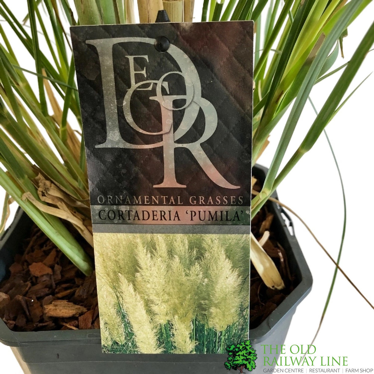 Cortaderia 'Pumila' 5Ltr Pot (NL)