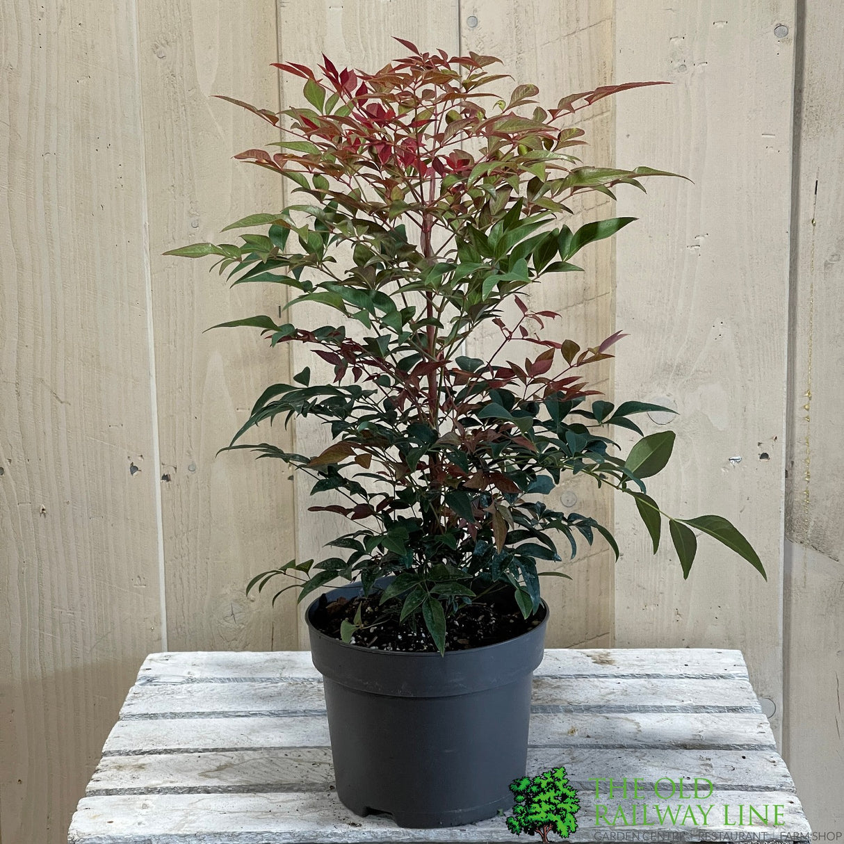Nandina domestica 'Obsessed' 2Ltr Pot (NL)