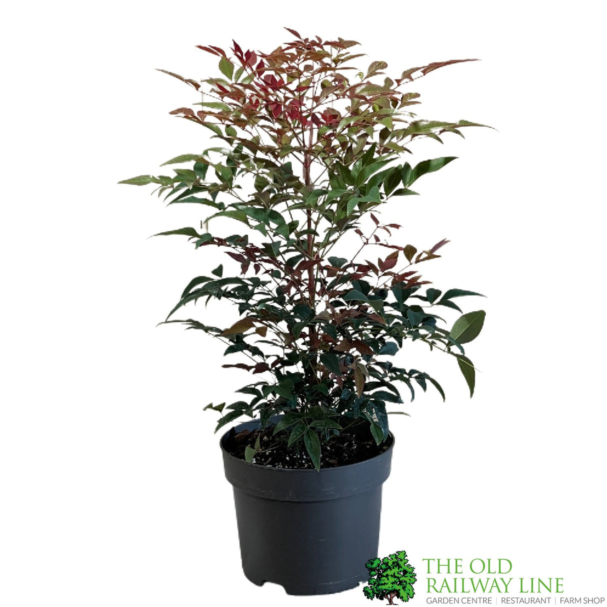 Nandina domestica 'Obsessed' 2Ltr Pot (NL)