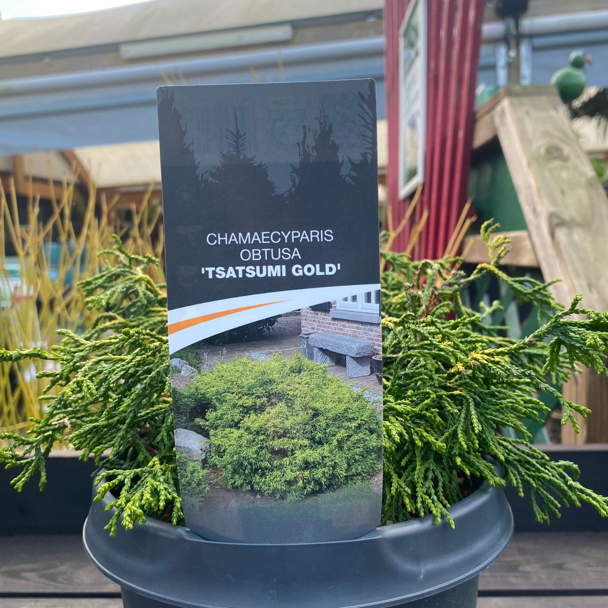 Cham. Tsatsumi Gold 3Ltr Pot (NL)