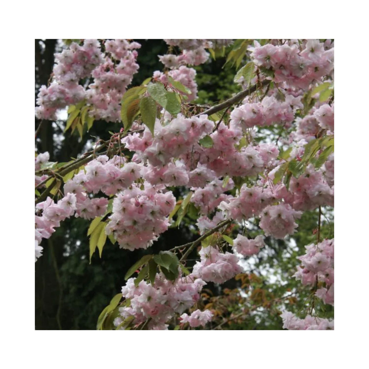 Prunus 'Kiku-Shidare-Zakura' Cherry Blossom Tree 3Ltr Pot