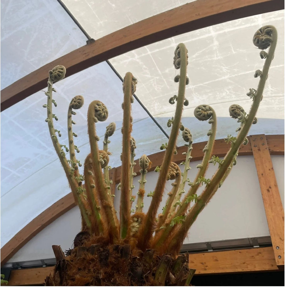 Dicksonia antarctica Soft Tree Fern 4ft Tall