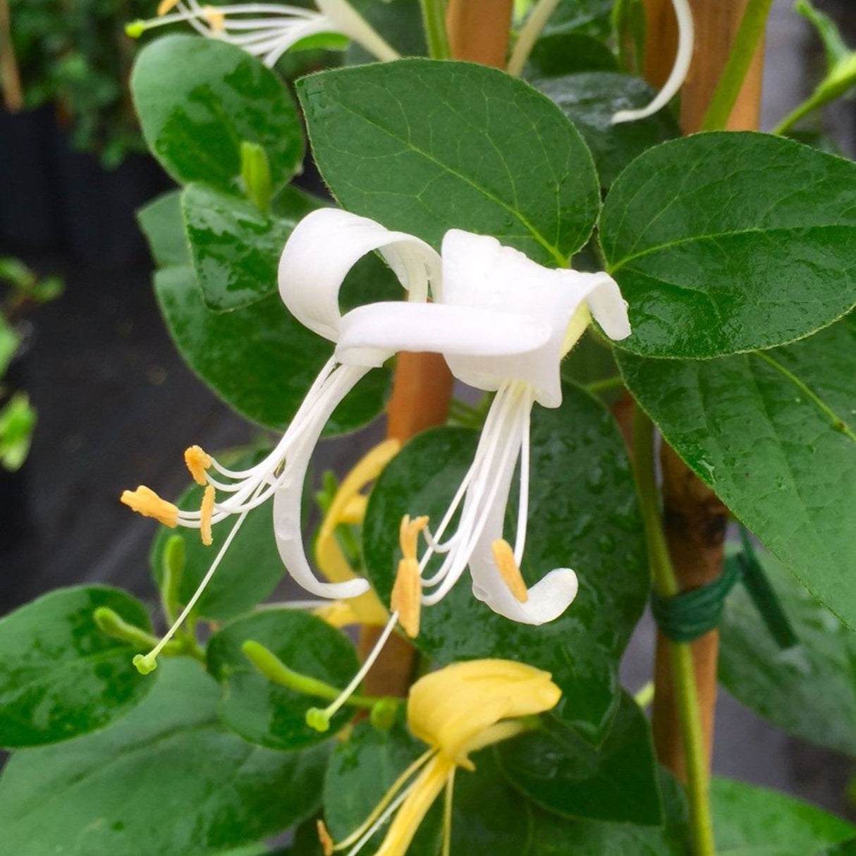 Lonicera Japonica 'Horwood Gem' Honeysuckle Climber 3Ltr Pot