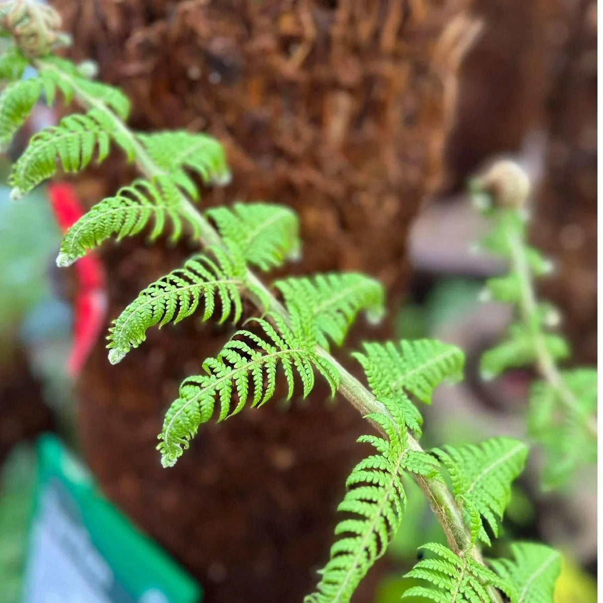 Dicksonia antarctica Soft Tree Fern 4ft Tall