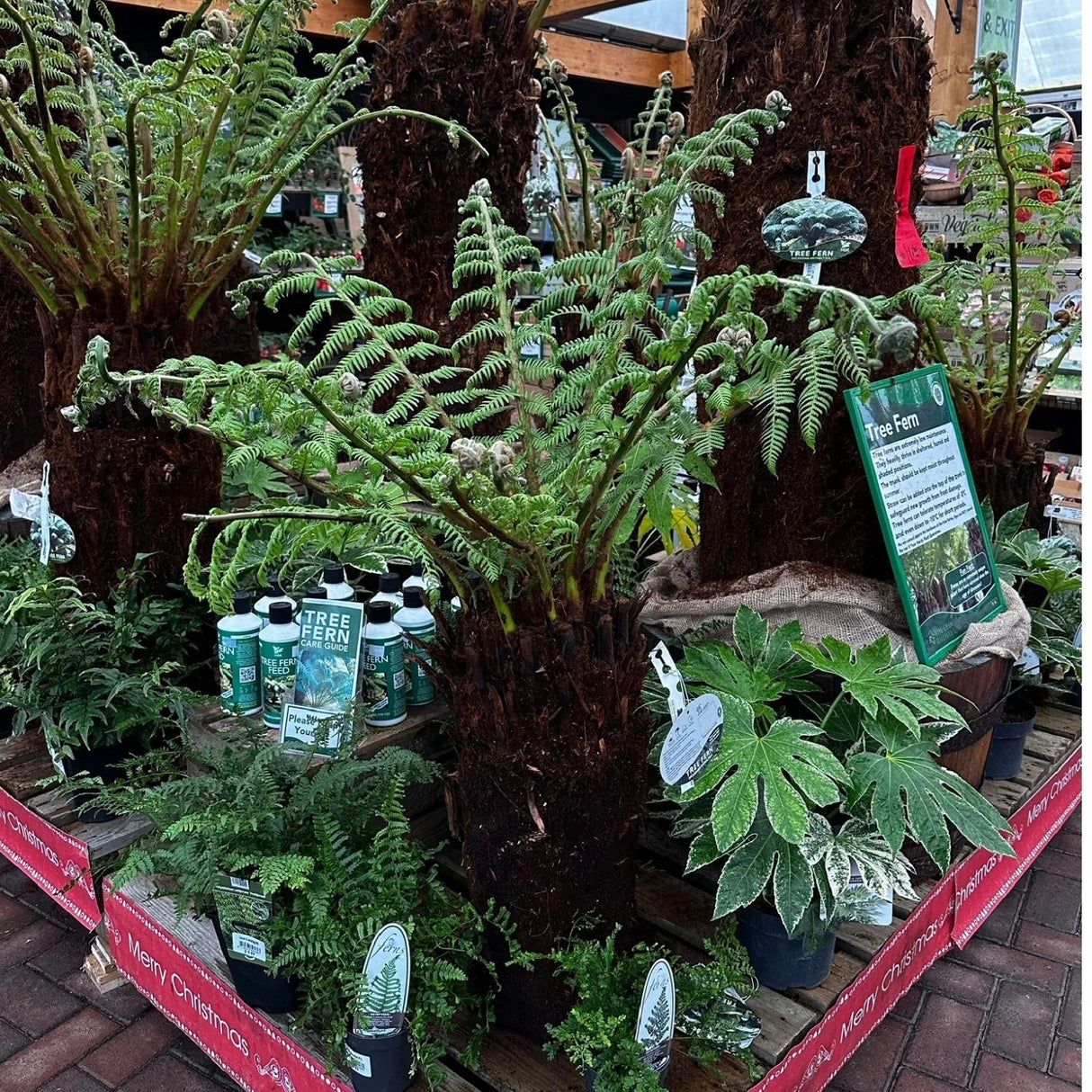 Dicksonia antarctica Soft Tree Fern 2ft Tall