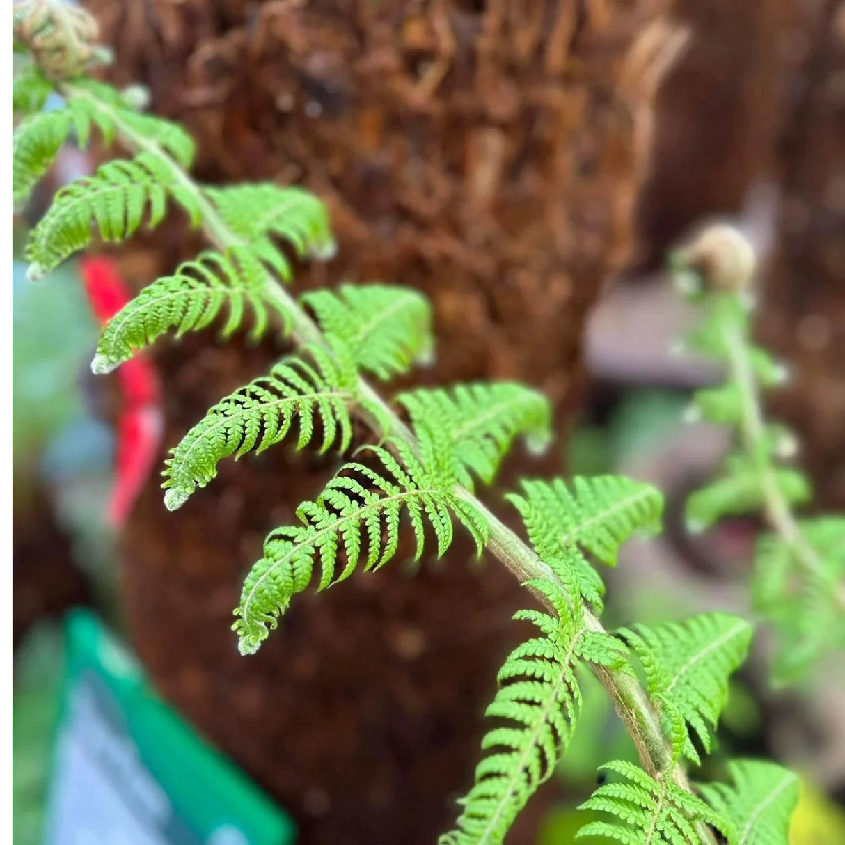 Dicksonia antarctica Soft Tree Fern 2ft Tall