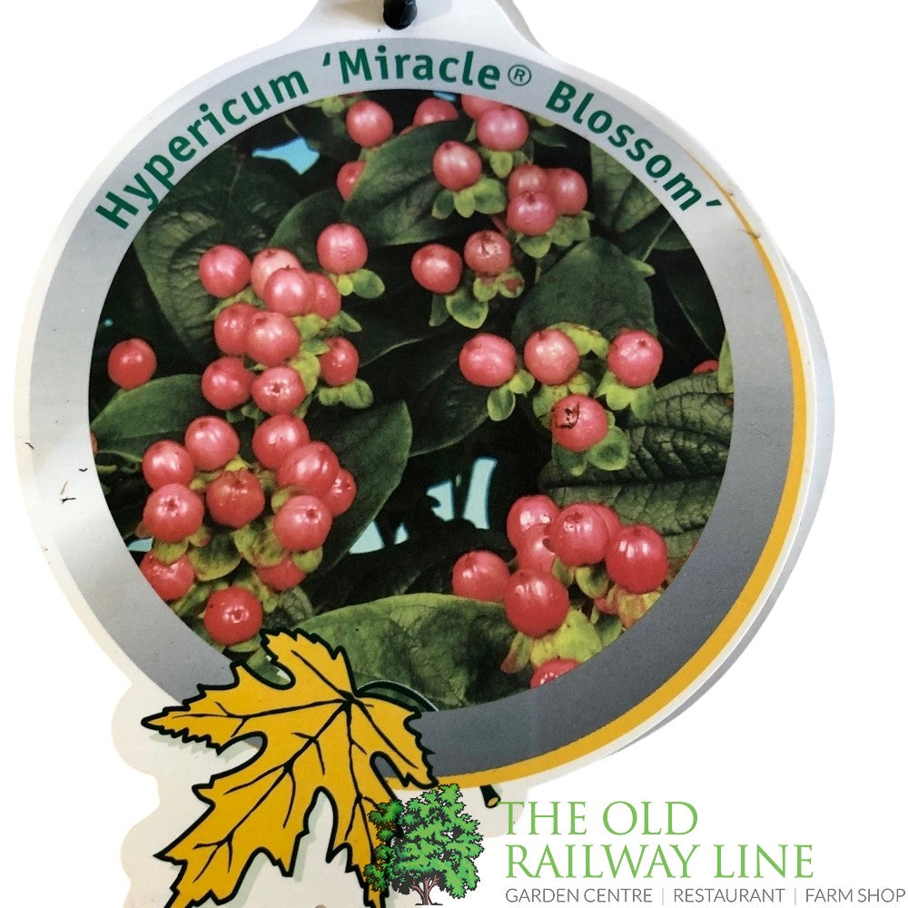 Hypercium Magical Mix 2Ltr Pot (NL)