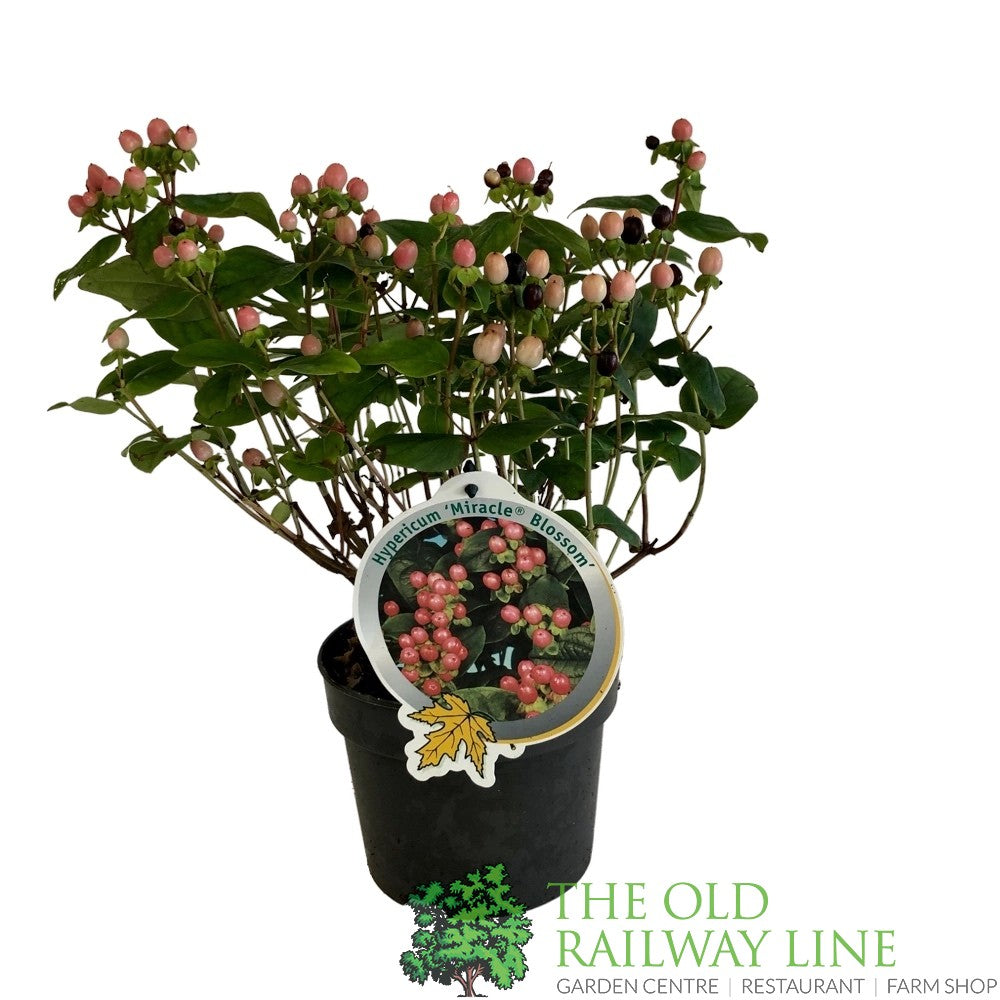 Hypercium Magical Mix 2Ltr Pot (NL)