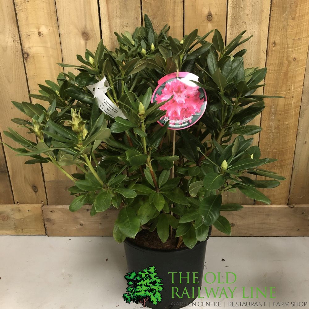 Rhododendron 'Cosmopolitan' Plant 15 Ltr (NL)