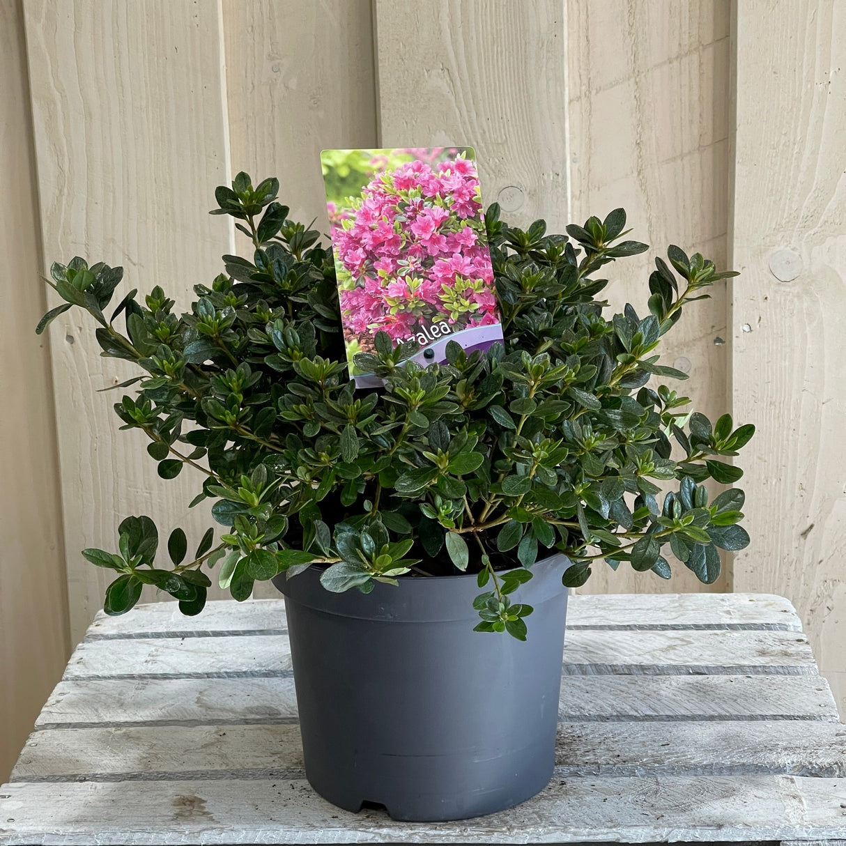 Azalea 'Geisha Purple' Rhododendron Plant 3Ltr Pot (NL)