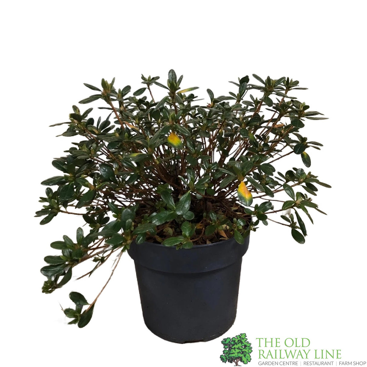 Azalea 'Geisha Purple' Rhododendron Plant 3Ltr Pot (NL)