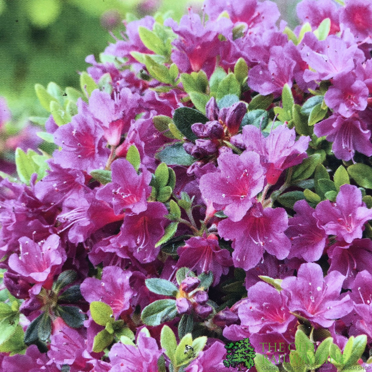 Azalea 'Geisha Purple' Rhododendron Plant 3Ltr Pot (NL)