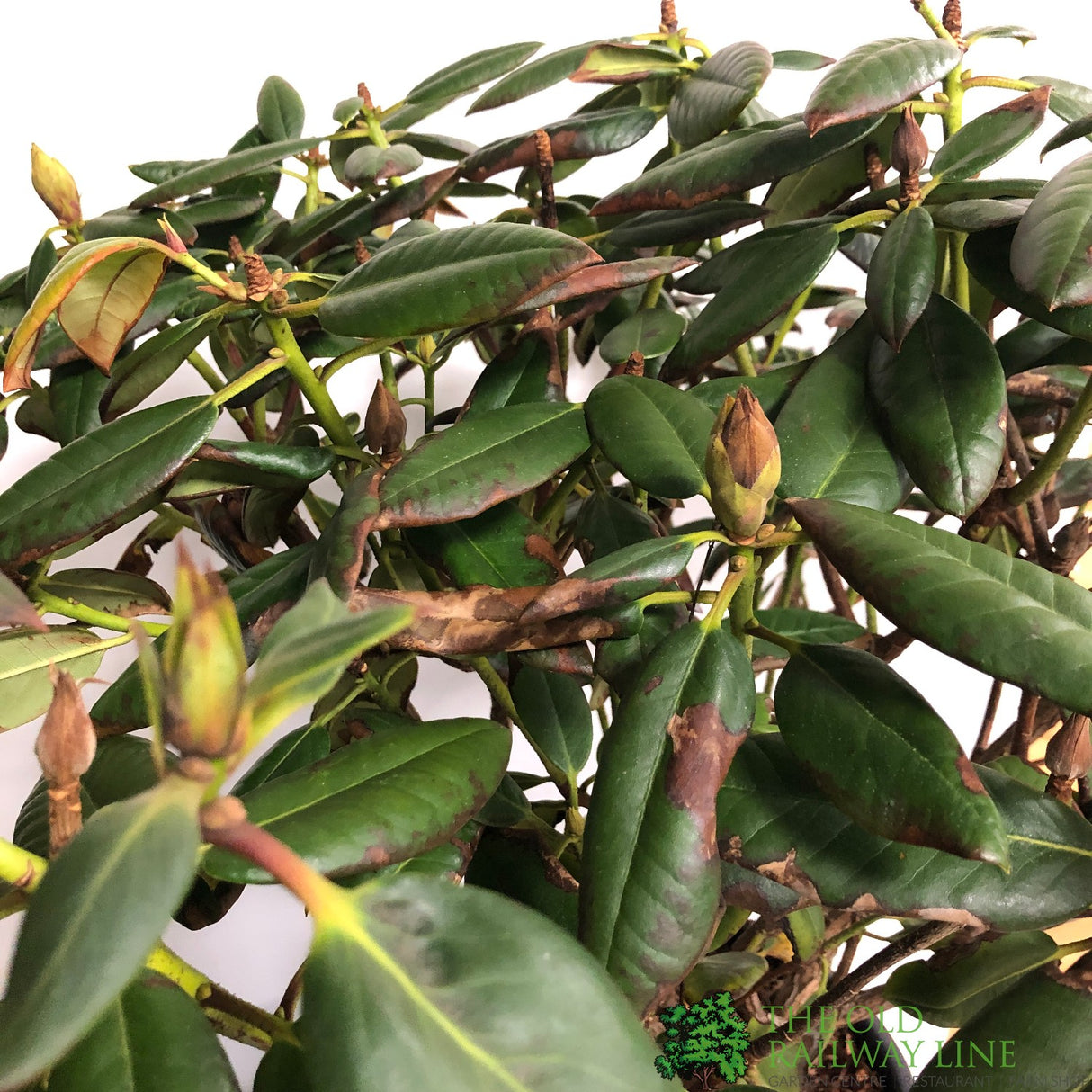 Rhododendron 'Virginia Richards' Plant 15ltr Pot (NL)