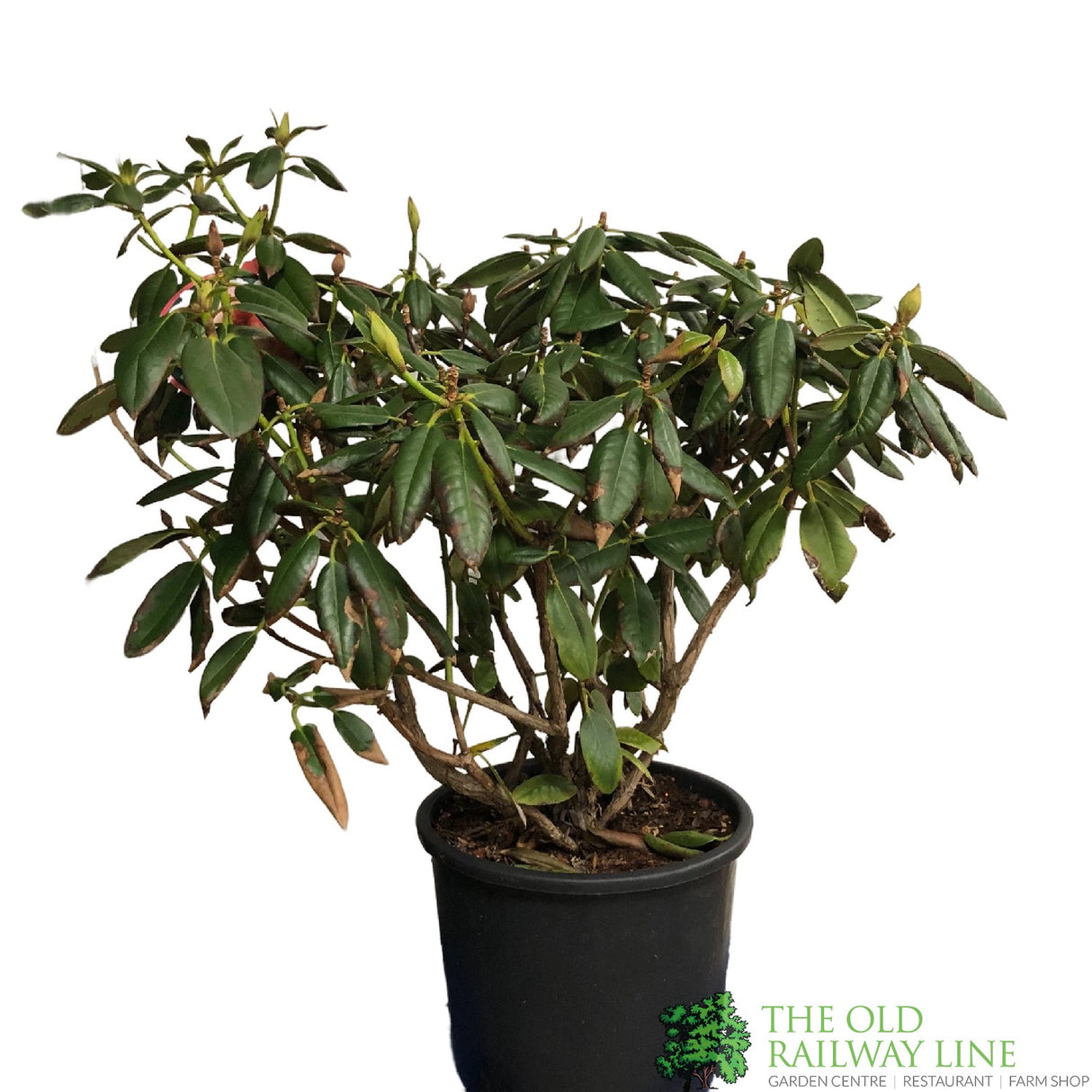 Rhododendron 'Virginia Richards' Plant 15ltr Pot (NL)