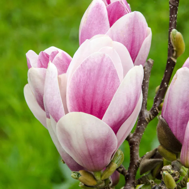 Magnolia 'Satisfaction' Tree 60cm Tall (NL)