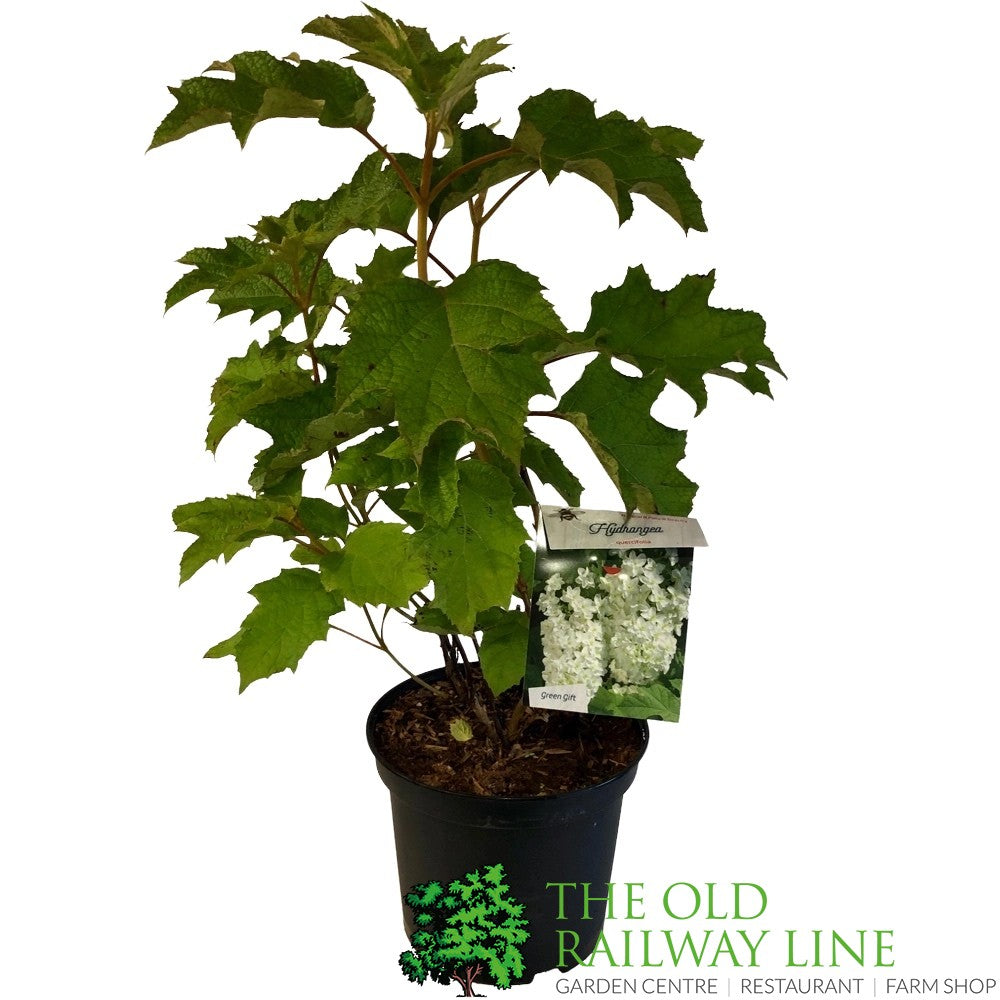 Hydrangea Quercifolia 5Ltr Pot (NL)