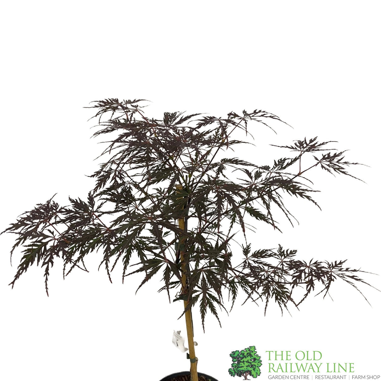 Acer palmatum 'Firecracker' Japanese Maple Tree - 3Ltr Pot