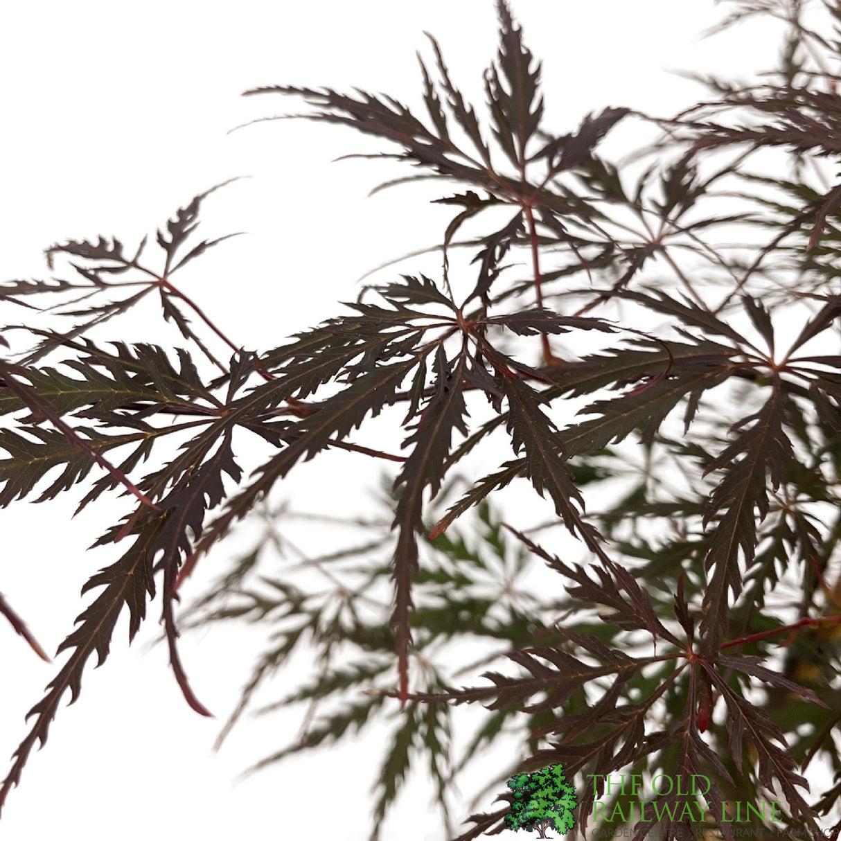 Acer palmatum 'Firecracker' Japanese Maple Tree - 3Ltr Pot