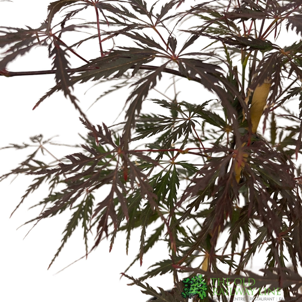 Acer palmatum 'Firecracker' Japanese Maple Tree - 3Ltr Pot