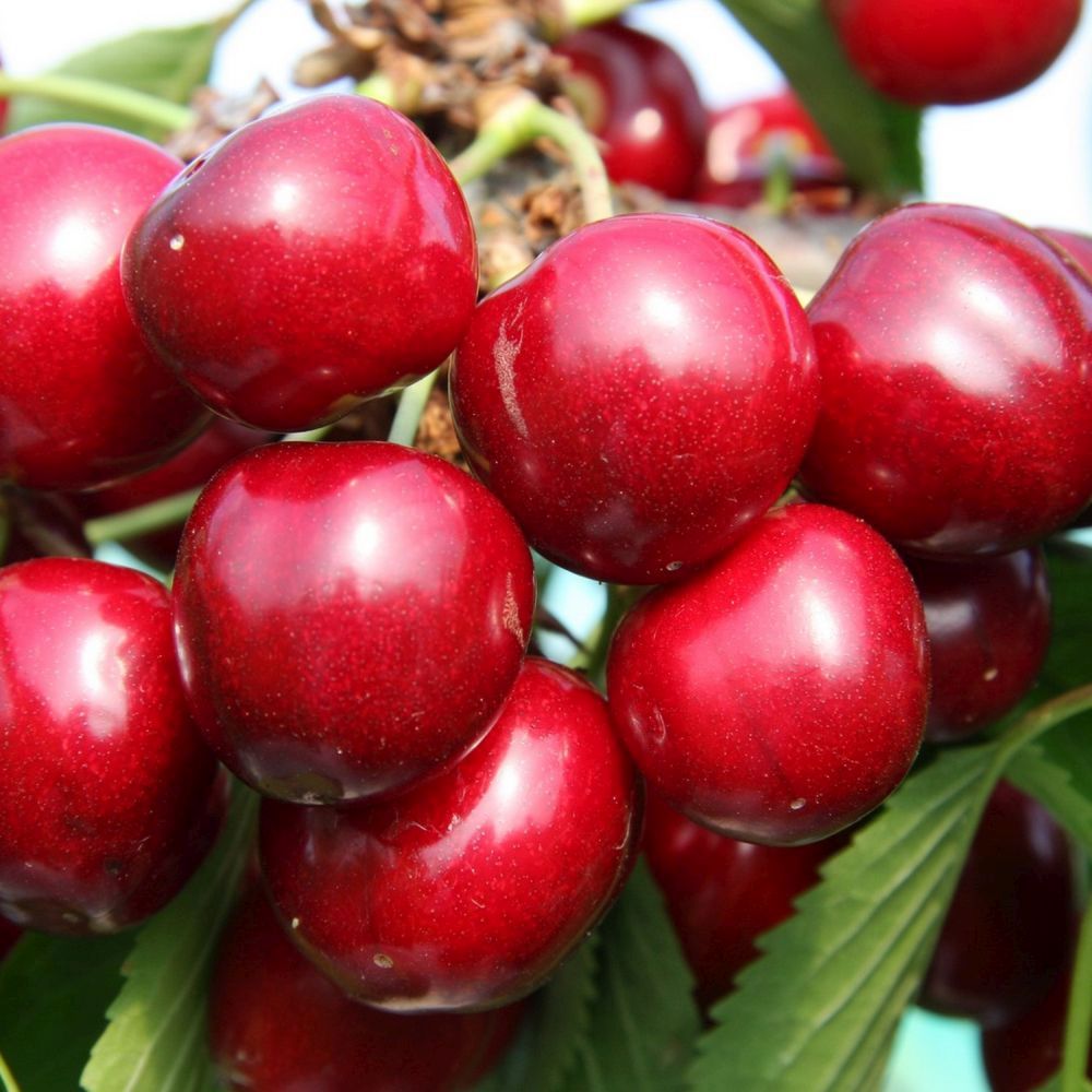 Cherry Tree 'Sunburst' 12Ltr Pot