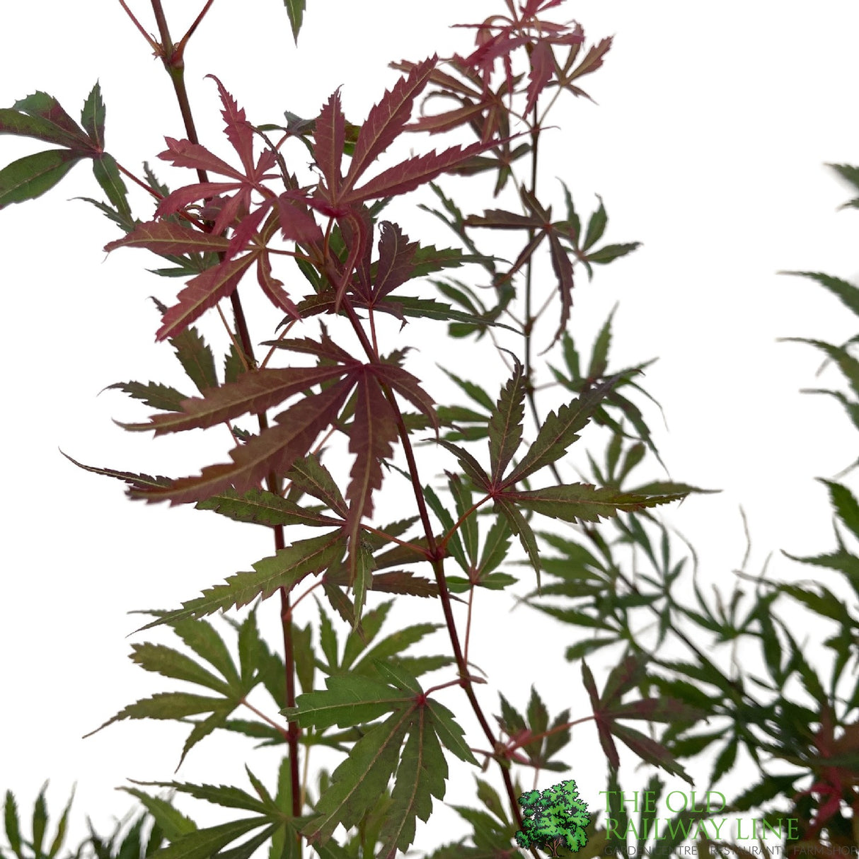 Acer palmatum 'Jerre Schwartz' Japanese Maple Tree 7.5Ltr Pot