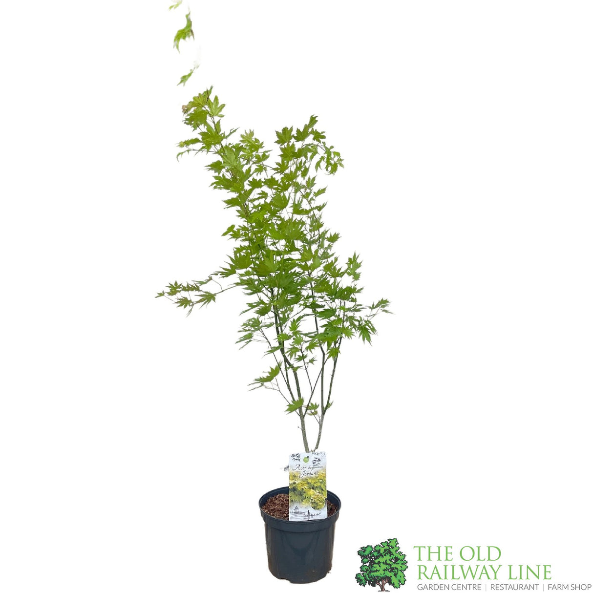 Acer shirasawanum 'Jordan' Tree - 5Ltr Pot