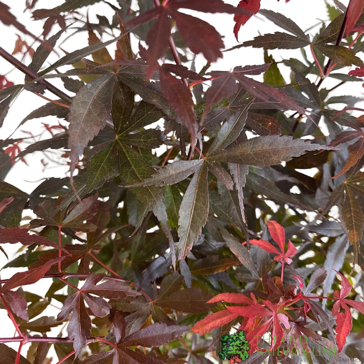 Acer palmatum 'Skeeter's Broom' Japanese Maple Tree - 5Ltr Pot