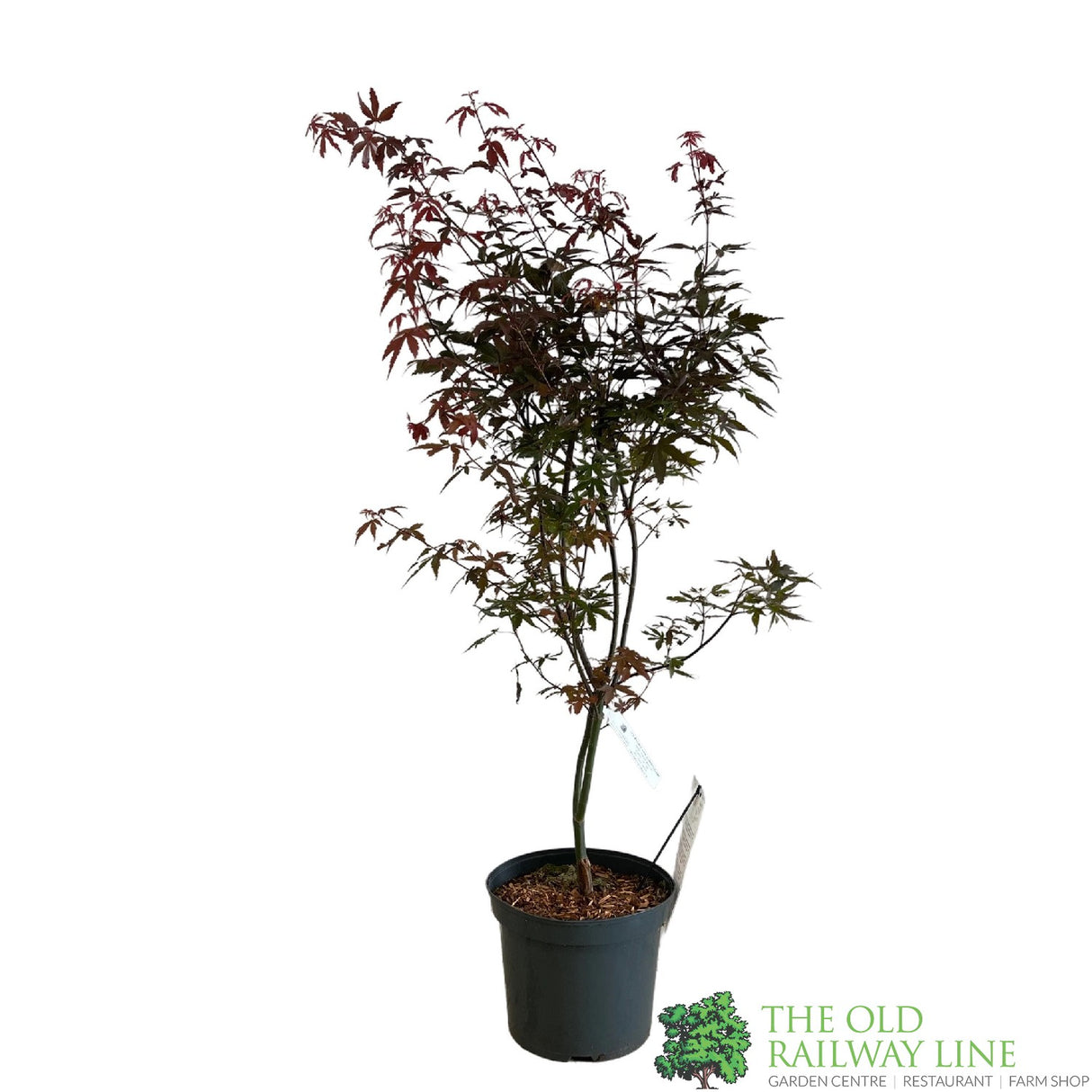 Acer palmatum 'Skeeter's Broom' Japanese Maple Tree - 5Ltr Pot