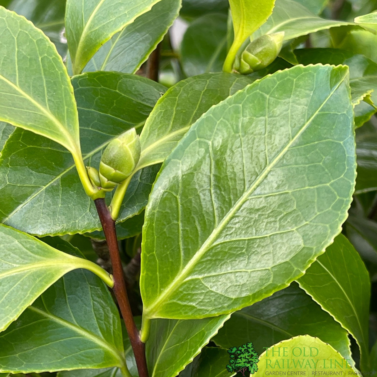 Camellia japonica 'Bonomiana' Plant 10 Ltr Pot