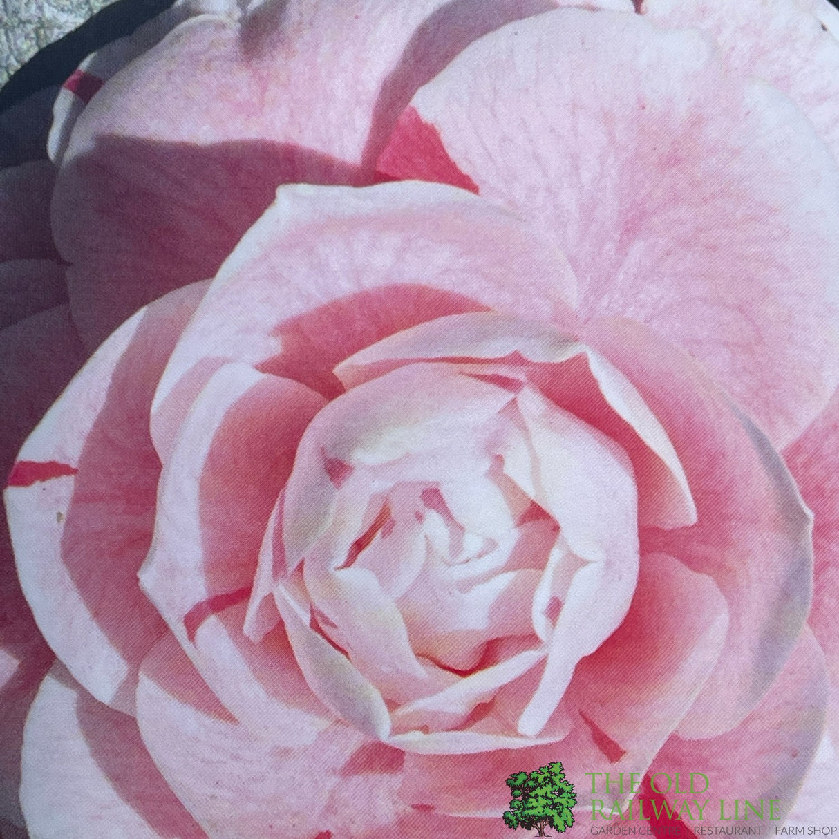 Camellia japonica 'Bonomiana' Plant 10 Ltr Pot