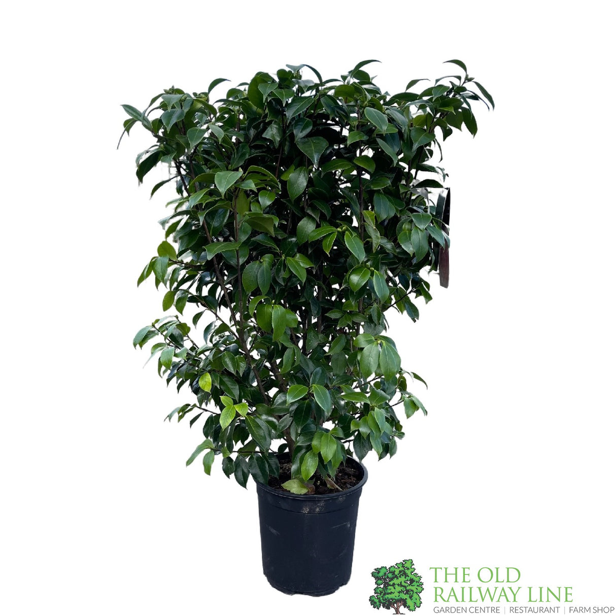 Camellia japonica 'Bonomiana' Plant 10 Ltr Pot