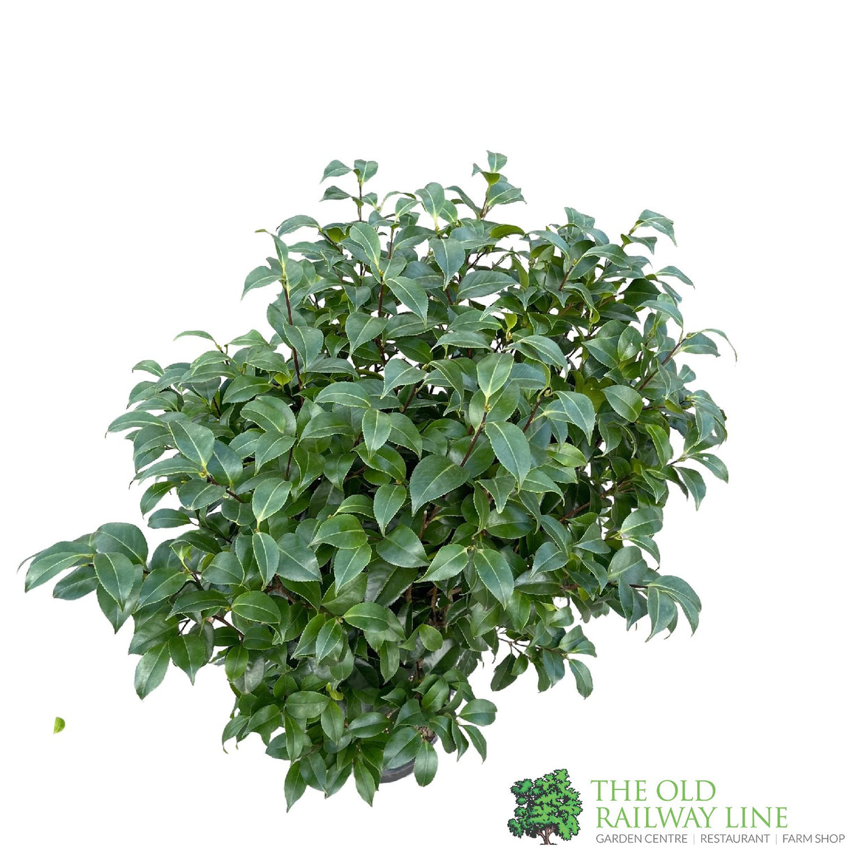 Camellia japonica 'Mary Williams' Plant 10 Ltr Pot