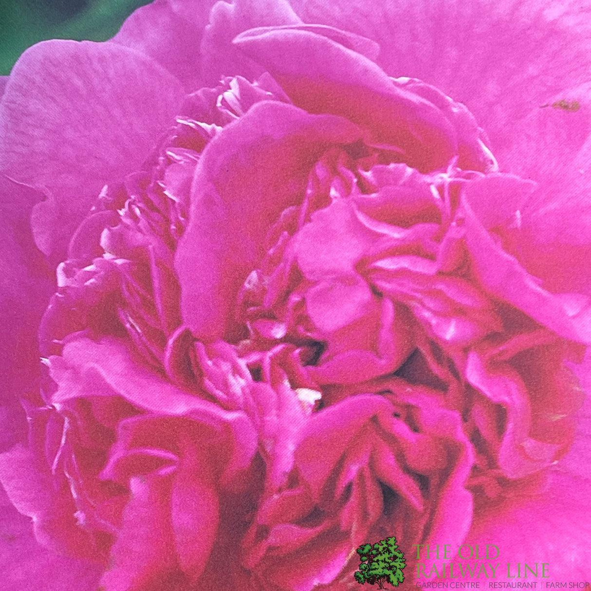 Camellia japonica 'Triumphant' Plant 10 Ltr Pot