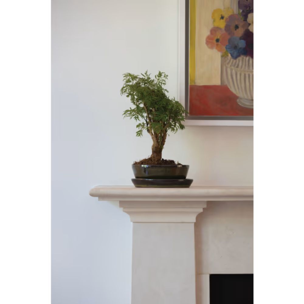 Woodlodge 38cm Green Glazed Oval Bonsai Pot