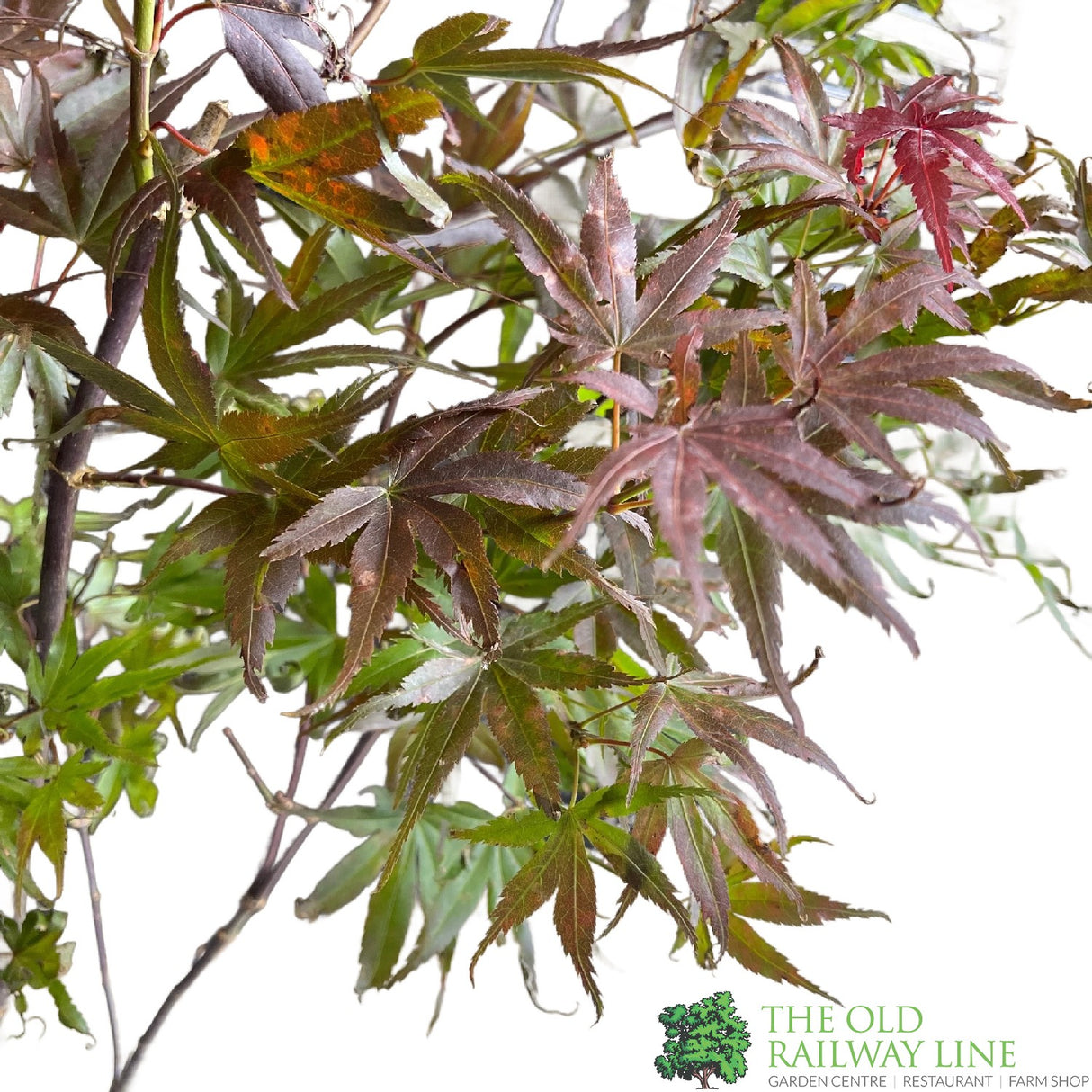 Acer palmatum 'Pixie' Japanese Maple Tree - 7.5Ltr Pot