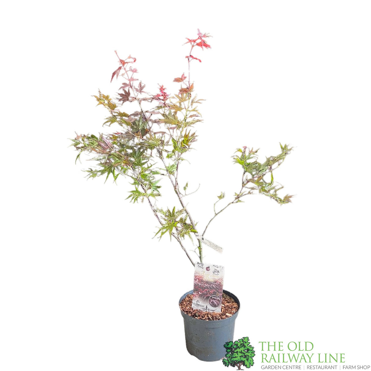 Acer palmatum 'Pixie' Japanese Maple Tree - 7.5Ltr Pot