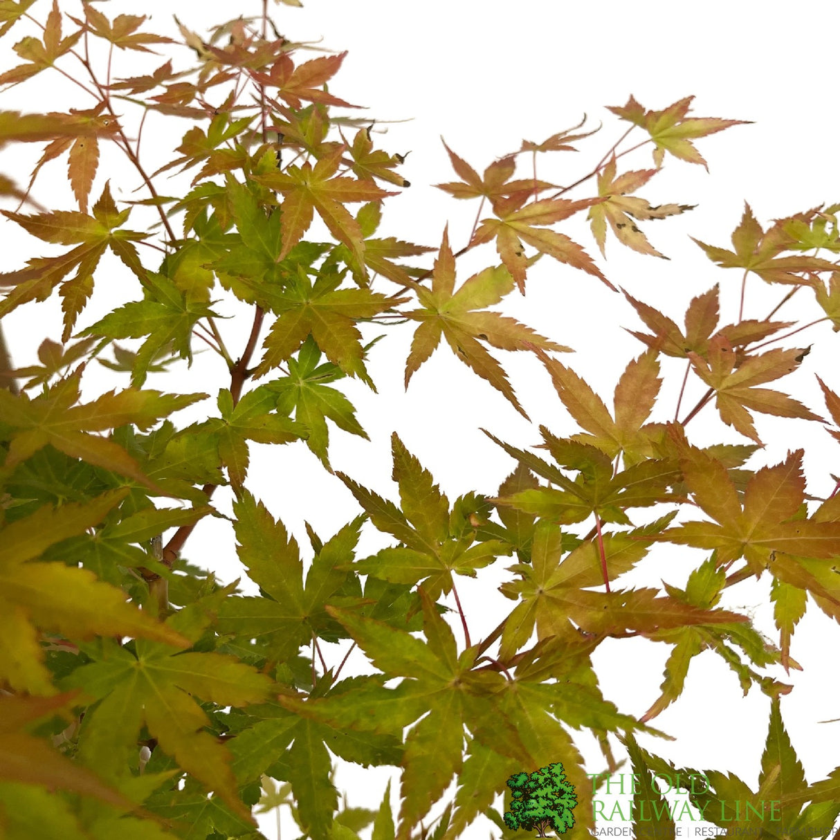 Acer palmatum 'Little Princess' Japanese Maple Tree Half-Standard - 15Ltr Pot