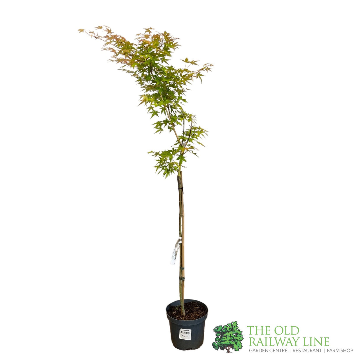 Acer palmatum 'Little Princess' Japanese Maple Tree Half-Standard - 15Ltr Pot