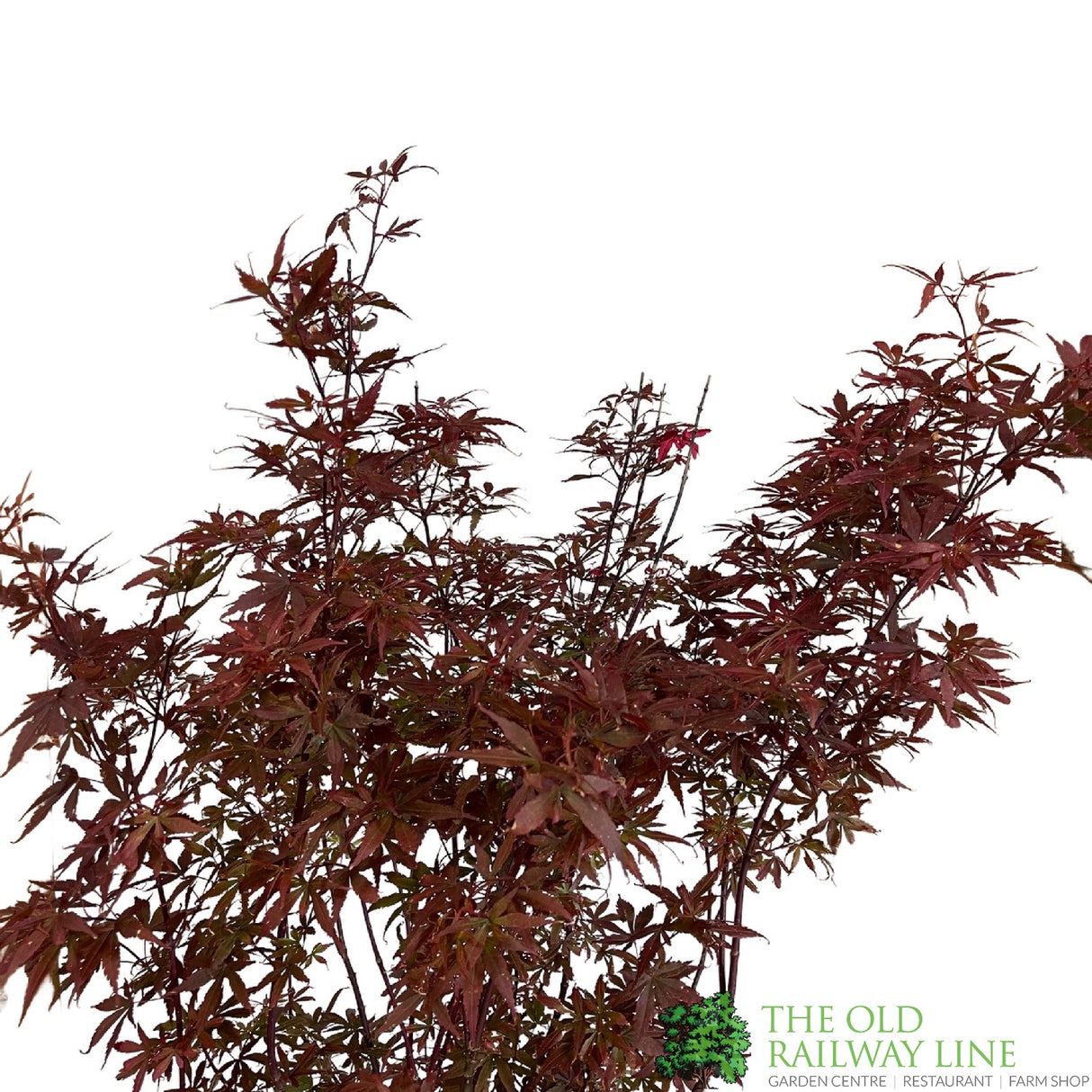 Acer palmatum 'Skeeter's Broom' Japanese Maple Tree - 10Ltr Pot