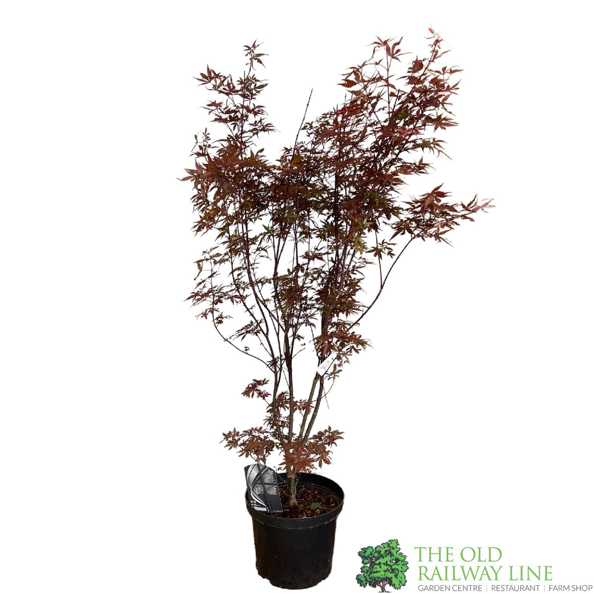Acer palmatum 'Skeeter's Broom' Japanese Maple Tree - 10Ltr Pot