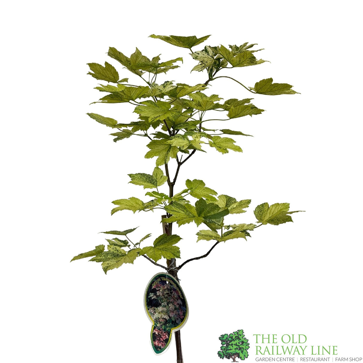 Acer pseudoplatanus 'Simon-Louis Freres' Sycamore Maple Tree - 5Ltr Pot