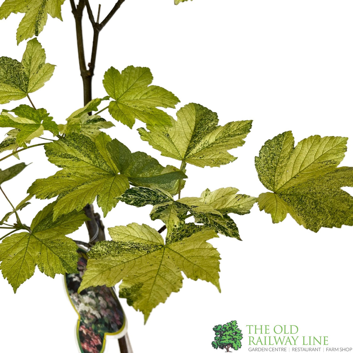Acer pseudoplatanus 'Simon-Louis Freres' Sycamore Maple Tree - 5Ltr Pot