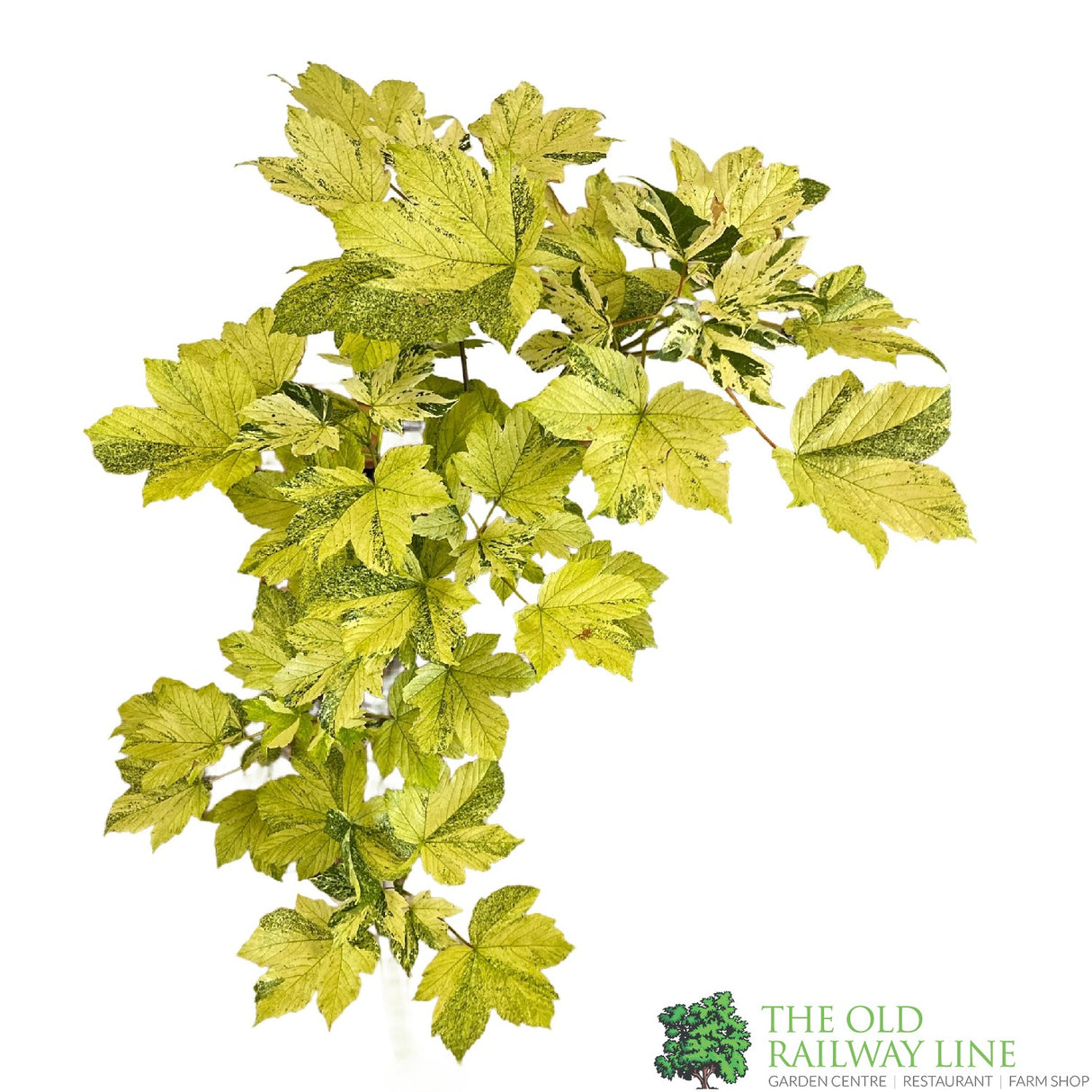 Acer pseudoplatanus 'Simon-Louis Freres' Sycamore Maple Tree - 5Ltr Pot