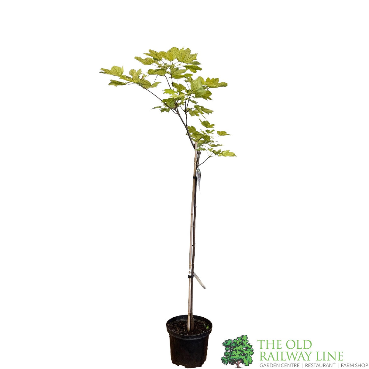 Acer pseudoplatanus 'Simon-Louis Freres' Sycamore Maple Tree - 5Ltr Pot
