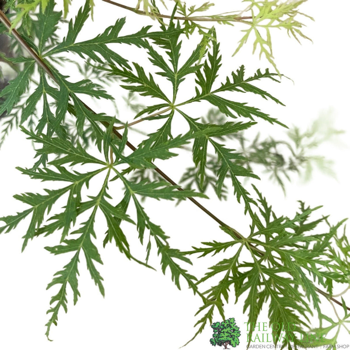 Acer palmatum 'Emerald Lace' Japanese Maple Tree - 3Ltr Pot