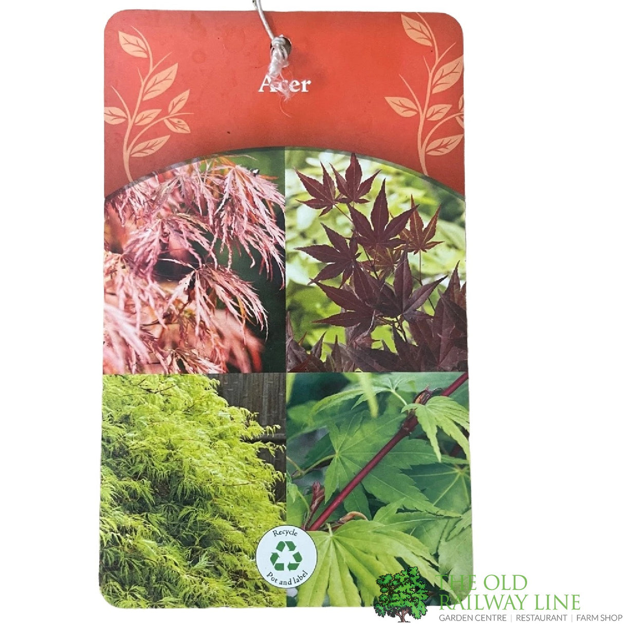 Acer palmatum 'Emerald Lace' Japanese Maple Tree - 3Ltr Pot