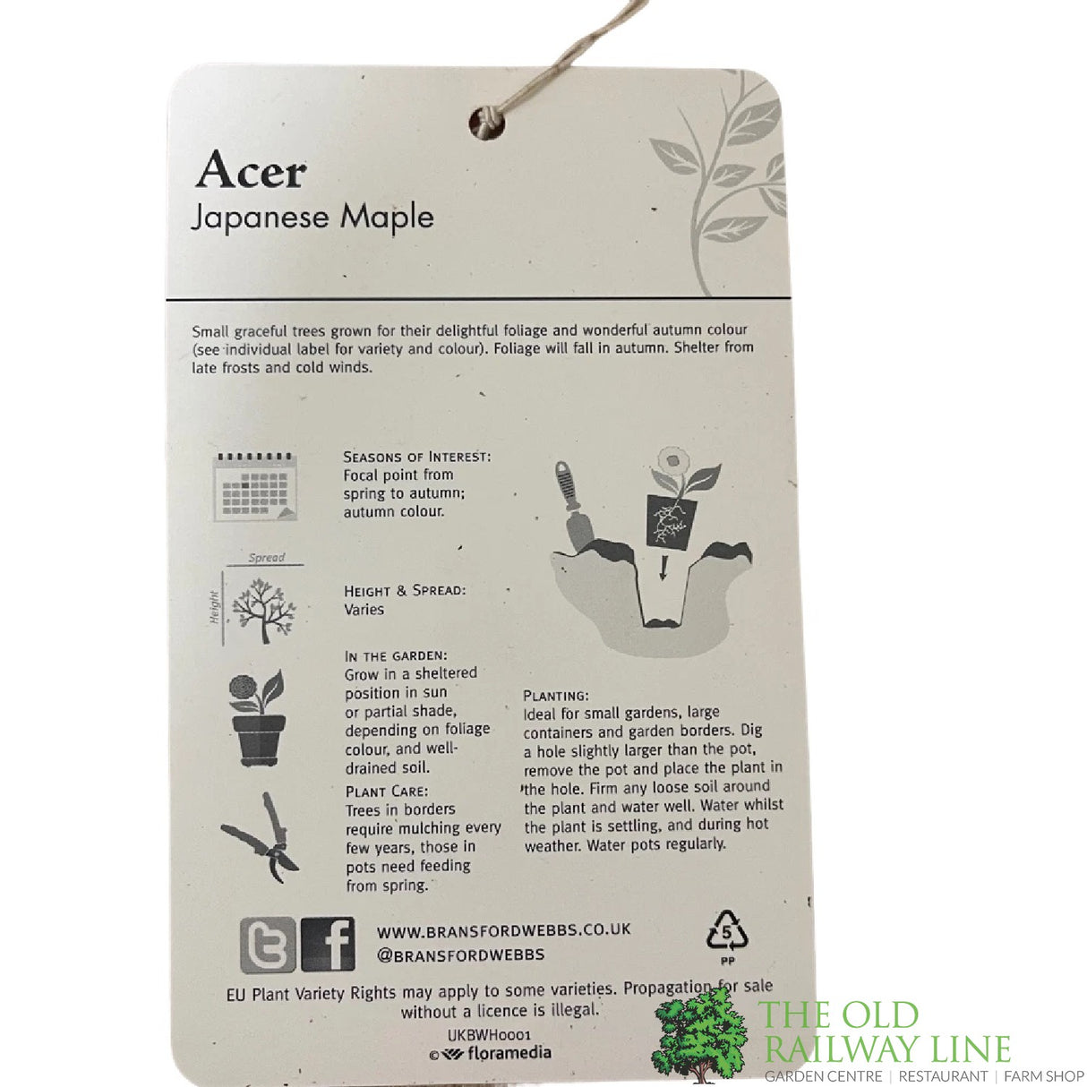 Acer palmatum 'Emerald Lace' Japanese Maple Tree - 3Ltr Pot